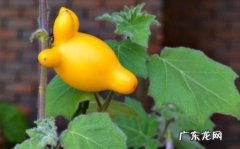 乳茄 什么植物颜值高但不能养