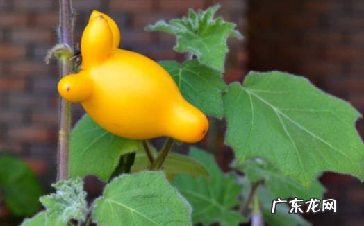乳茄 什么植物颜值高但不能养