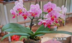 蝴蝶兰 公认的难养的花是什么品种