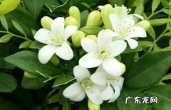 可以 十里香花建议放家里面吗