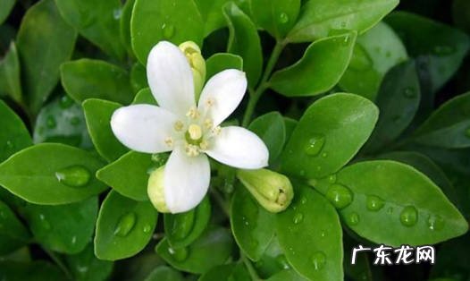可以 十里香花建议放家里面吗