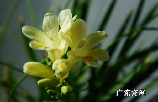 可以 十里香花建议放家里面吗