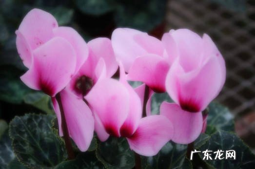 非洲紫罗兰 哪些易养的花可以在秋天种植