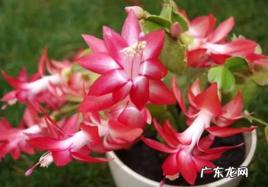 非洲紫罗兰 哪些易养的花可以在秋天种植