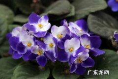 非洲紫罗兰 哪些易养的花可以在秋天种植