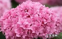 洋绣球 哪些花不能养在家里
