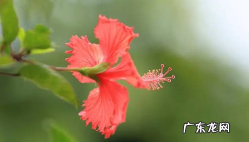 洋绣球 哪些花不能养在家里