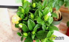三月份左右 栀子花什么月份养