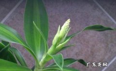 两天 百合竹多长时间浇一次水