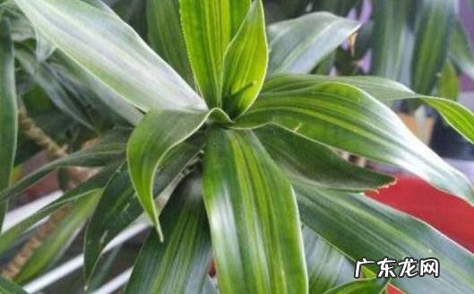 两天 百合竹多长时间浇一次水