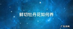 鲜切花洋牡丹怎么养 鲜切牡丹花如何养