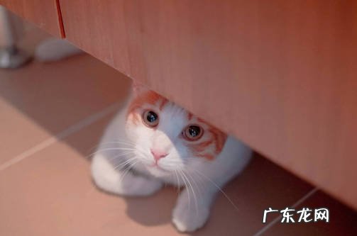胆子小 猫咪不愿出门的原因是什么