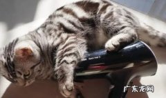胆子小 猫咪不愿出门的原因是什么