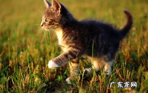 财运好 野猫进家有什么征兆