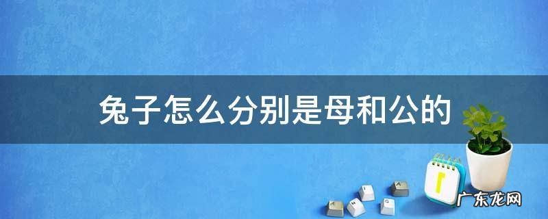 兔子怎么分别是母和公的 兔子哪个是公哪个是母