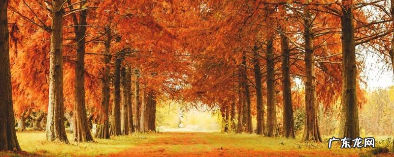 描写秋天的古诗词 描写秋天的古诗词大全