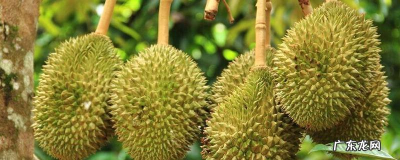 白色大熊猫叫什么 全球第一只白色大熊猫叫什么