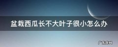 盆栽西瓜长不大叶子很小怎么办呢 盆栽西瓜长不大叶子很小怎么办