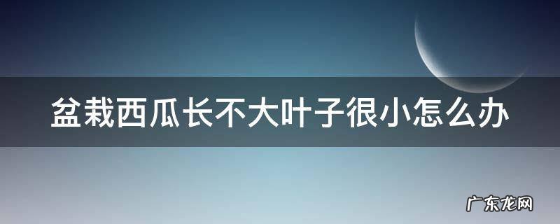盆栽西瓜长不大叶子很小怎么办呢 盆栽西瓜长不大叶子很小怎么办