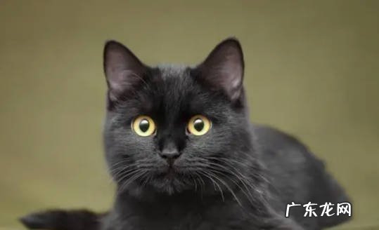 拍照不好看 不养黑猫的原因是什么