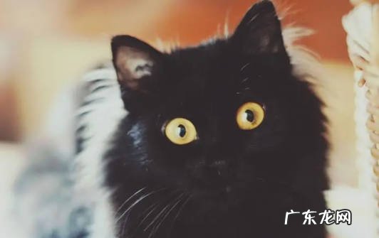 拍照不好看 不养黑猫的原因是什么