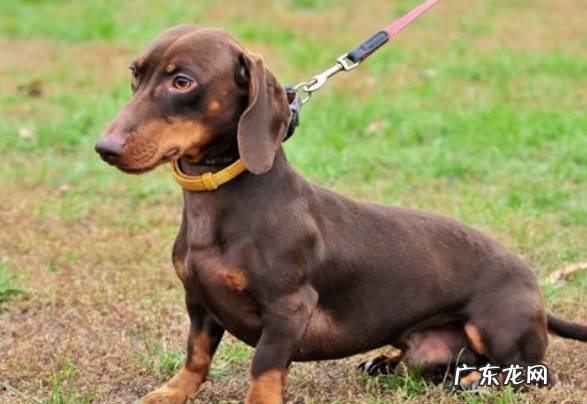 蝴蝶犬 哪些狗狗不仅便宜还好养