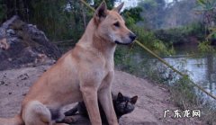蝴蝶犬 哪些狗狗不仅便宜还好养