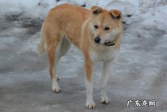 昆明犬 哪些狗狗不易生病