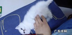 控制饮食 喂养银渐层要注意什么