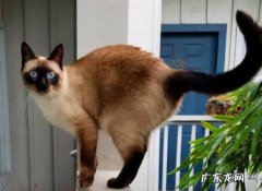 精力过剩 暹罗猫有什么缺点
