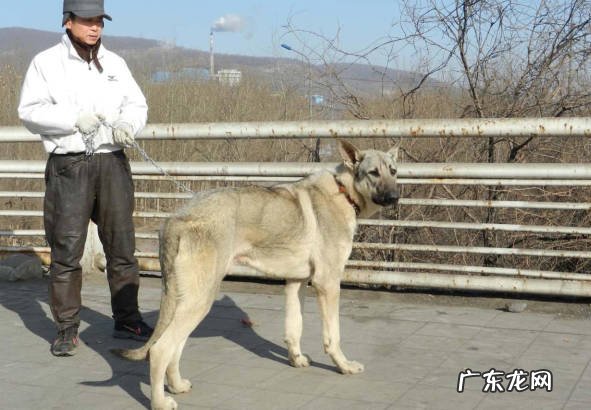 攻击意识强 狼青犬的特点是什么