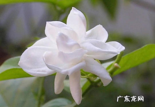 长寿花 卧室的必养花是什么
