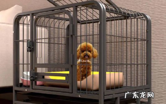 长期笼养 让狗狗生不如死的行为是什么