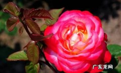 月季 哪些美丽的花卉可以四季开花