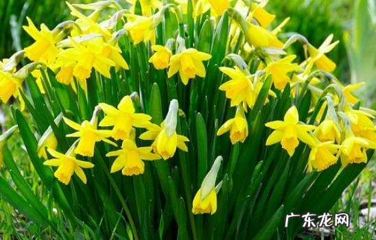 可以 水仙花可以土培吗