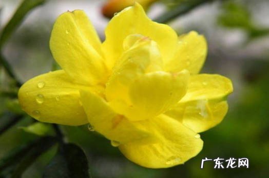 浇水 迎春花怎样养长的快