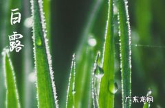 2023年什么时候白露 2023年白露是属于七月还是八月