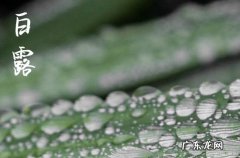 2023白露是几月几日 2023白露是哪一天的什么时候