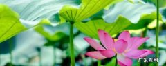 描写夏的四字词语 描写初夏的四字词语