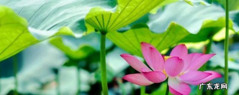 描写夏的四字词语 描写初夏的四字词语