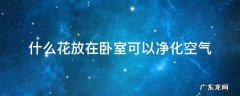 哪种花放在卧室净化空气最好 什么花放在卧室可以净化空气