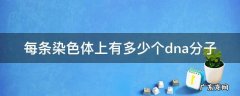 每条染色体中有几个DNA分子 每条染色体上有多少个dna分子