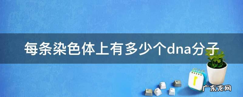 每条染色体中有几个DNA分子 每条染色体上有多少个dna分子