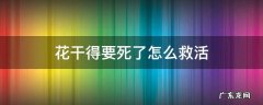 养的花干了怎么救活 花干得要死了怎么救活