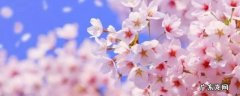 描写樱花的句子唯美短句 描写樱花的句子