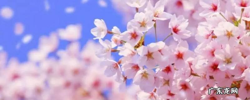 描写樱花的句子唯美短句 描写樱花的句子