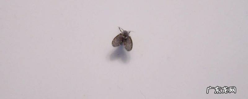 下水道口的小飞虫怎么处理 下水道里有小飞虫怎么办