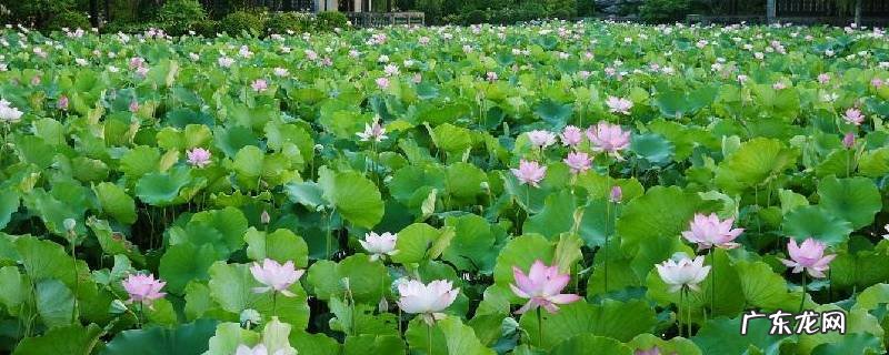 描写夏天景色的古诗 二年级描写夏天景色的古诗