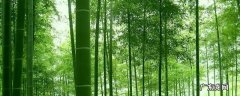 描写竹的诗 描写竹的诗句古诗大全