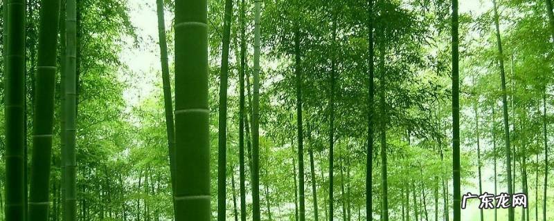 描写竹的诗 描写竹的诗句古诗大全